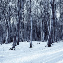 Snowy Winter Forest  screen for extension Chrome web store in OffiDocs Chromium