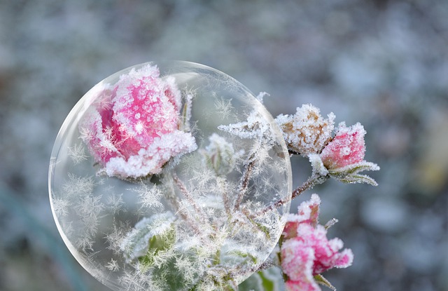 Bezpłatne pobieranie bańki mydlanej zamrożone róże róże darmowe zdjęcie do edycji za pomocą bezpłatnego internetowego edytora obrazów GIMP