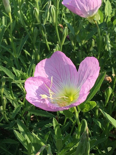 Soapwart Flower Flora'yı ücretsiz indirin - GIMP çevrimiçi resim düzenleyici ile düzenlenecek ücretsiz fotoğraf veya resim
