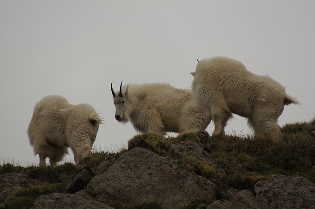 Free download social goats top mo mountains sky free picture to be edited with GIMP free online image editor