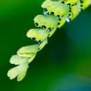 Soft and beautiful branches and leaves  screen for extension Chrome web store in OffiDocs Chromium