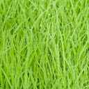 Soft Green Grass  screen for extension Chrome web store in OffiDocs Chromium