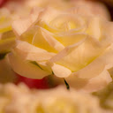 Soft Ivory Rose  screen for extension Chrome web store in OffiDocs Chromium