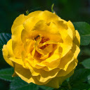 Soft Petals  screen for extension Chrome web store in OffiDocs Chromium