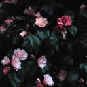 Soft Pink Camellia Blossoms Amidst Dark Foliage  screen for extension Chrome web store in OffiDocs Chromium