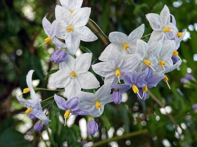 Unduh gratis Solanum Flower Violet - foto atau gambar gratis untuk diedit dengan editor gambar online GIMP