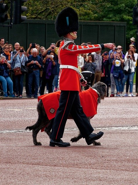 Téléchargement gratuit de l'utilisation de l'armée de chien soldat - photo ou image gratuite à éditer avec l'éditeur d'images en ligne GIMP