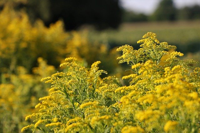 Descărcare gratuită Solidago Gigantea Goldenrod Plant - fotografie sau imagine gratuită pentru a fi editată cu editorul de imagini online GIMP