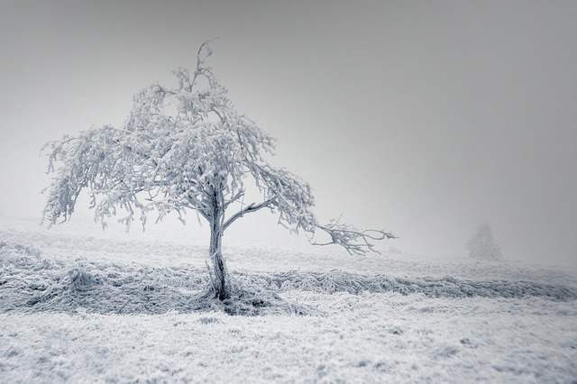 Free download solitaire tree winter frost snow free picture to be edited with GIMP free online image editor