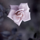 Solitary Beauty  screen for extension Chrome web store in OffiDocs Chromium