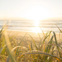 SolsticeSurge  screen for extension Chrome web store in OffiDocs Chromium