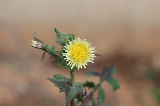 Free download sonchus oleraceus l lettuce donkey free picture to be edited with GIMP free online image editor