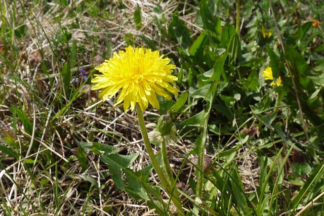 دانلود رایگان Sonchus Oleraceus Weed Plant - عکس یا تصویر رایگان قابل ویرایش با ویرایشگر تصویر آنلاین GIMP