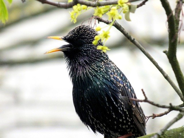 Free download songbird bird wildlife ornithology free picture to be edited with GIMP free online image editor