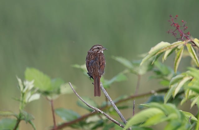 Free download song sparrow sparrow nature bird free picture to be edited with GIMP free online image editor