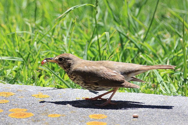 Free download song thrush bird watching insect free picture to be edited with GIMP free online image editor