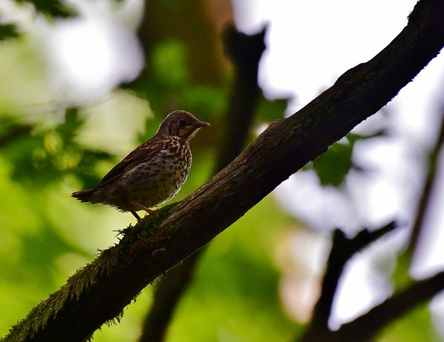 Kostenloser Download Song Thrush Young Bird - kostenloses Foto oder Bild zur Bearbeitung mit GIMP Online-Bildbearbeitung