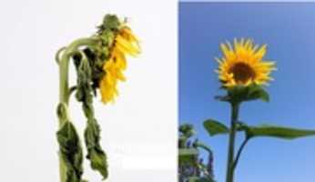 Free download sonnenblume free photo or picture to be edited with GIMP online image editor