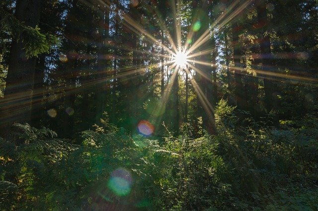 Gratis download Sonnenstern Sun Forest - gratis foto of afbeelding om te bewerken met GIMP online afbeeldingseditor