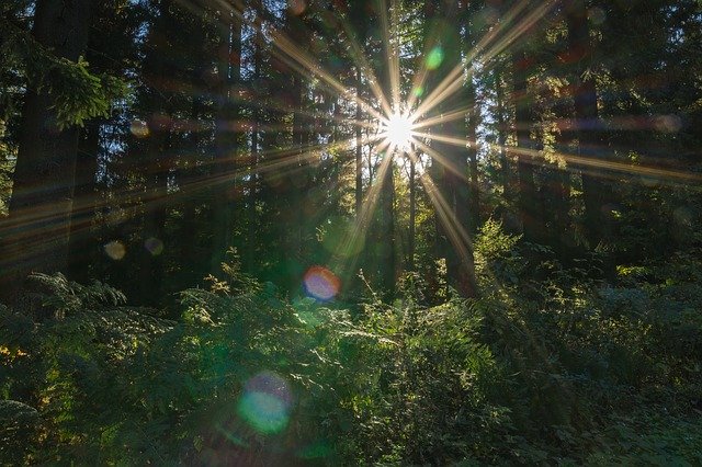 Free download Sonnenstern Sun Forest -  free photo or picture to be edited with GIMP online image editor