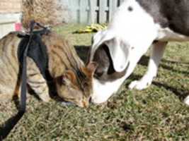 Free download sony photo free photo or picture to be edited with GIMP online image editor