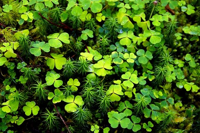 Free download Sorrel Klee Moss -  free photo or picture to be edited with GIMP online image editor