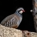 Sour bird eyes, red beak  screen for extension Chrome web store in OffiDocs Chromium