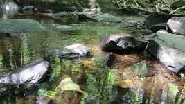 Source Water Nature'ı ücretsiz indirin - OpenShot çevrimiçi video düzenleyiciyle düzenlenecek ücretsiz video