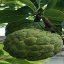 soursop wallpaper  screen for extension Chrome web store in OffiDocs Chromium