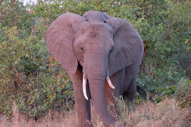 Unduh gratis Gajah Afrika Selatan - foto atau gambar gratis untuk diedit dengan editor gambar online GIMP
