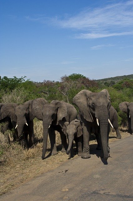 Free download South Africa National Park -  free photo or picture to be edited with GIMP online image editor
