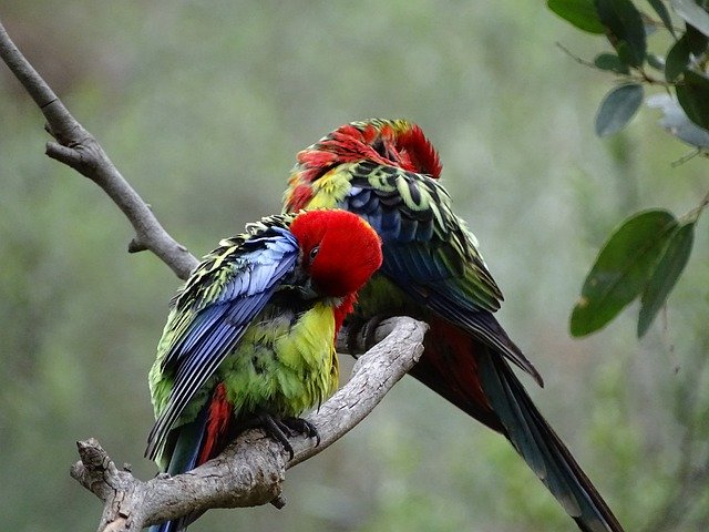 تنزيل South Australia Birds مجانًا - صورة أو صورة مجانية ليتم تحريرها باستخدام محرر الصور عبر الإنترنت GIMP