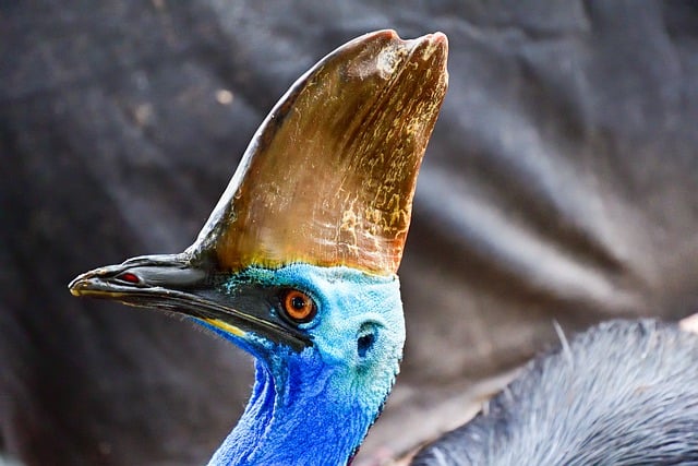 Free download southern cassowary bird cassowary free picture to be edited with GIMP free online image editor