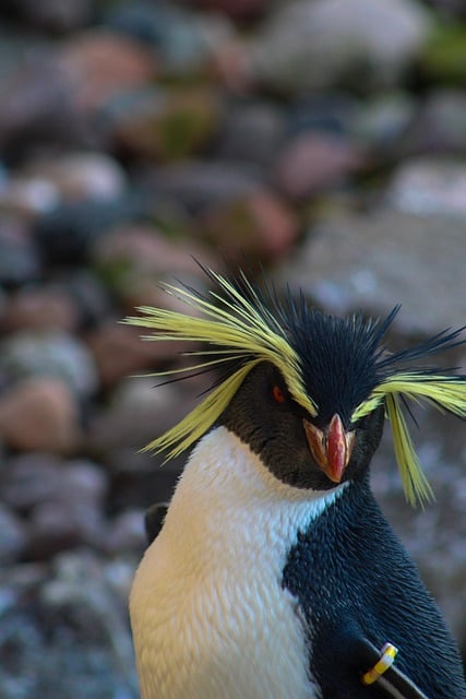 Free download southern rockhopper penguin penguin free picture to be edited with GIMP free online image editor