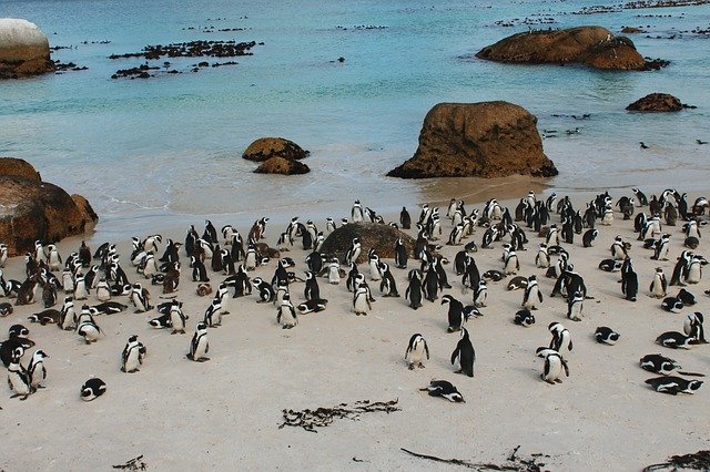 免费下载南非开普敦企鹅 - 可使用 GIMP 在线图像编辑器编辑的免费照片或图片