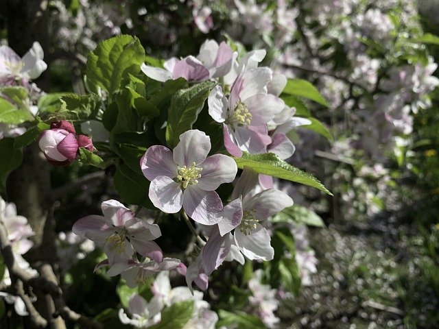 Free download South Tyrol Italy Apple Blossom -  free photo or picture to be edited with GIMP online image editor
