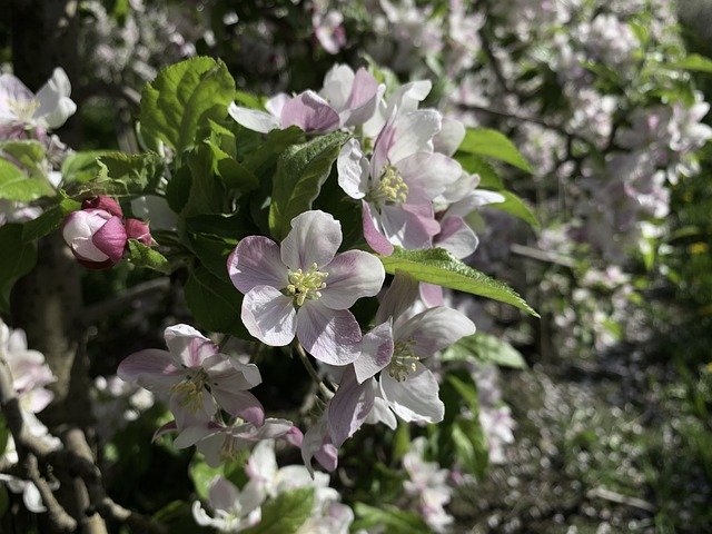 Libreng download South Tyrol Italy Apple Blossom - libreng larawan o larawan na ie-edit gamit ang GIMP online na editor ng imahe