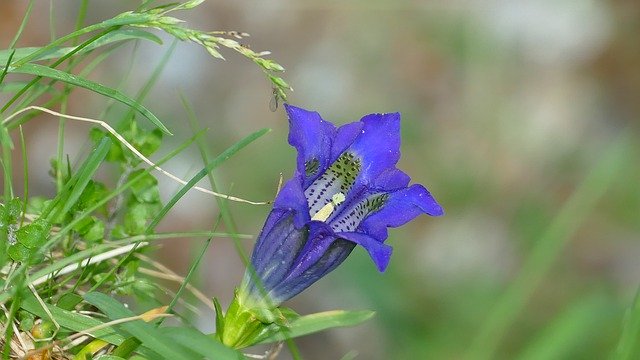 Free download South Tyrol Vacations Gentian -  free photo or picture to be edited with GIMP online image editor