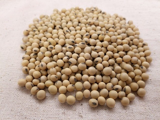 دانلود رایگان Soybean Soybeans Soy - عکس یا تصویر رایگان قابل ویرایش با ویرایشگر تصویر آنلاین GIMP