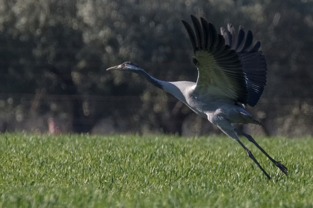 Free download spain extremadura common crane bird free picture to be edited with GIMP free online image editor