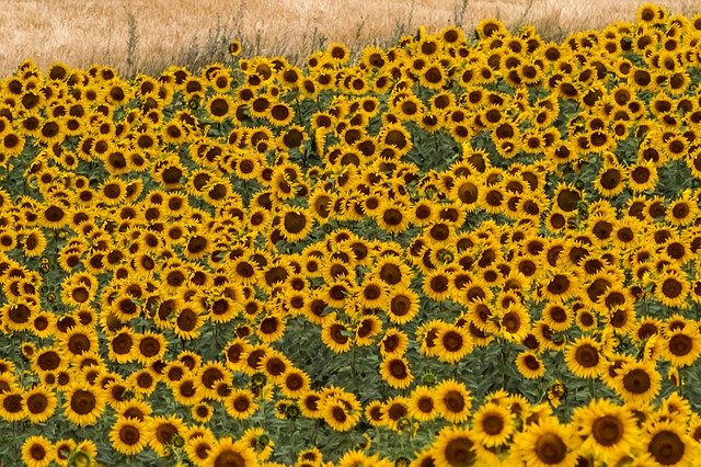 Free picture Spain Sunflowers Summer -  to be edited by GIMP free image editor by OffiDocs