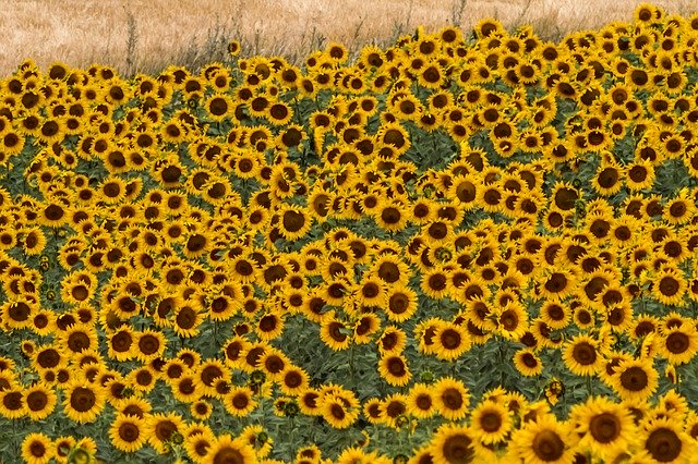 Descarga gratuita Spain Sunflowers Summer - foto o imagen gratuita para editar con el editor de imágenes en línea GIMP