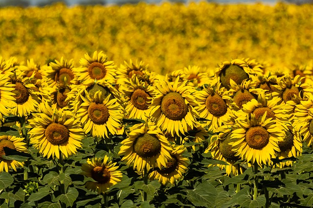 Free download spain sunflowers summer yellow free picture to be edited with GIMP free online image editor