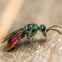 Sparkling insects  screen for extension Chrome web store in OffiDocs Chromium