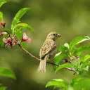 Sparrow  screen for extension Chrome web store in OffiDocs Chromium