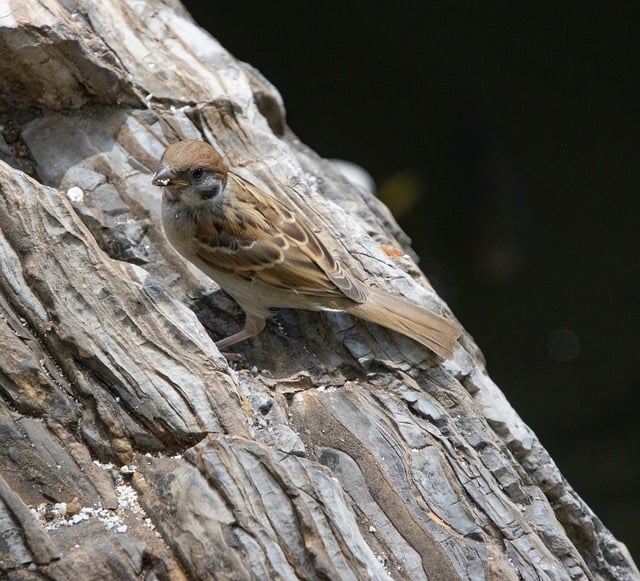 Free download sparrow animal bird ornithology free picture to be edited with GIMP free online image editor