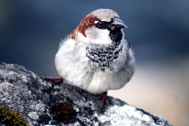 Free download sparrow animal close up nature free picture to be edited with GIMP free online image editor