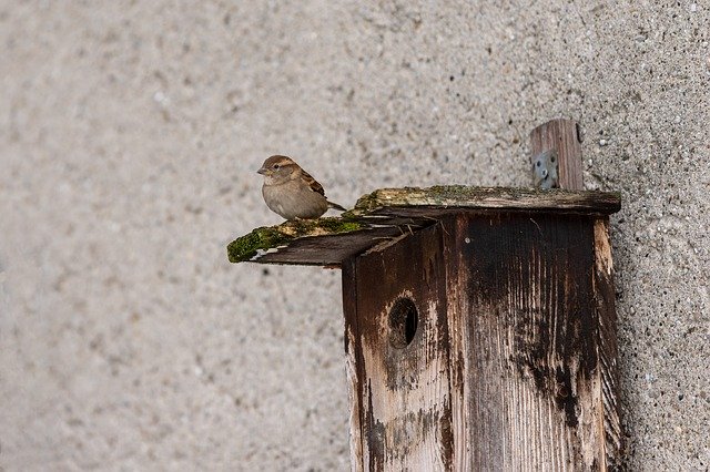 Free download Sparrow Aviary Sperling free photo template to be edited with GIMP online image editor