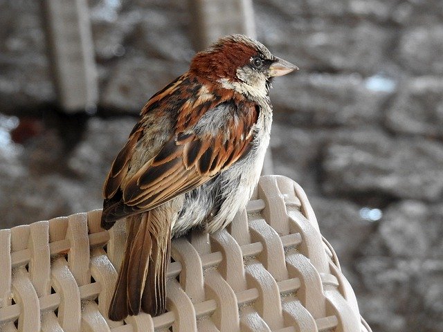 הורדה חינם Sparrow Bird - תמונה או תמונה בחינם לעריכה עם עורך התמונות המקוון GIMP