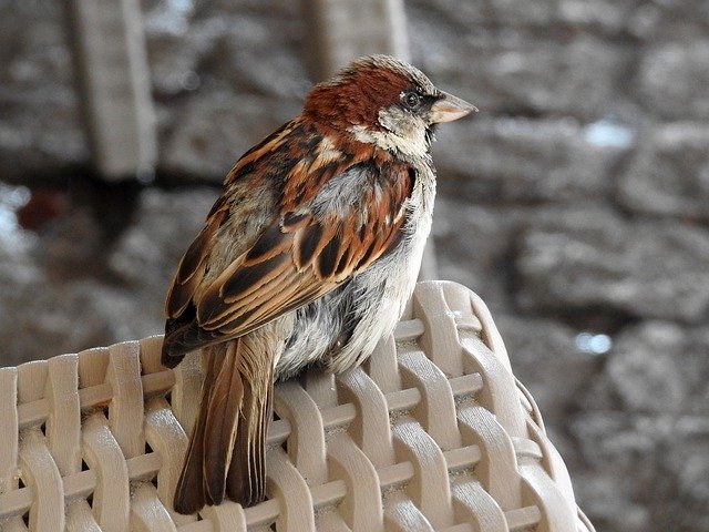 ดาวน์โหลดฟรี Sparrow Bird - ภาพถ่ายหรือรูปภาพฟรีที่จะแก้ไขด้วยโปรแกรมแก้ไขรูปภาพออนไลน์ GIMP